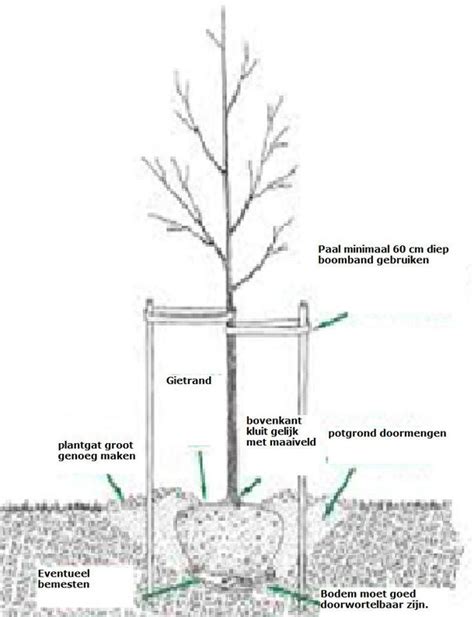 Plant Instructies Uw Online Shop Voor Coniferen En Haagplanten