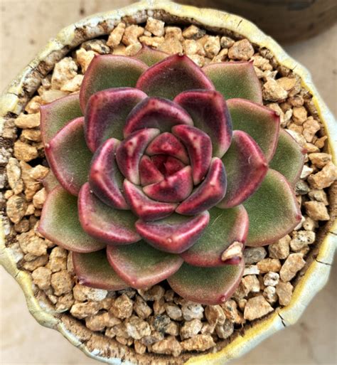 Echeveria black rose – RNT SUCCULENTS