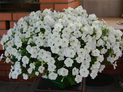 Petunia Opera: series overview, care, content and reviews, popular ...