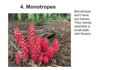 Plants Do Not Have Chlorophyll How These Plants Cond Ppt