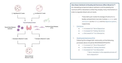 Endocrine Hormones Antagonistic Hormone Pairs On The Mcat Mcat Mastery