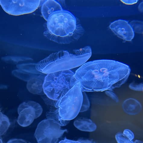 Vancouver Aquarium tickets | Vancouver