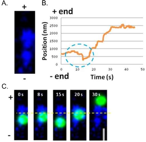 Figure From The Role Of Kinesin In Navigating Microtubule