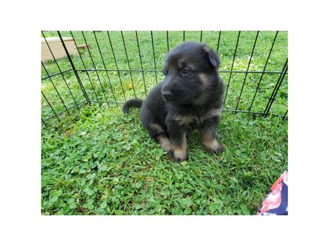 akc german shepherd puppies  males   females lexington puppies  sale
