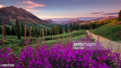 Colorado Wildflowers Photos Et Images De Collection Getty Images