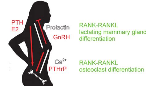 Physiological interactions between the functions of breast and bone.... | Download Scientific ...