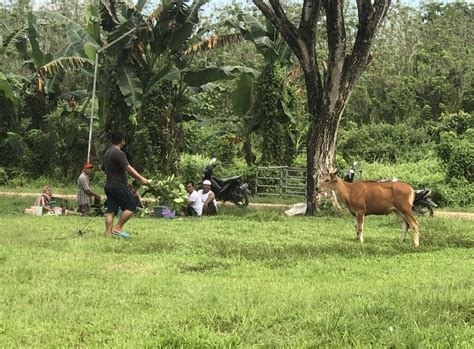 Hendak Disembelih Sapi Kurban Warga Mowila Kabur Hingga Masuk Di