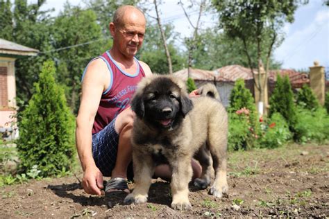 Activities for Caucasian Shepherds - Playtime and exercise - Titans Family