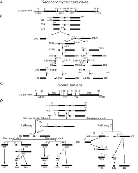 Maturation Pathways Of The Yeast 35s Pre Rrna Transcript A And Human