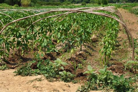 Growing paprika stock photo. Image of chilly, farm, healthy - 21063162