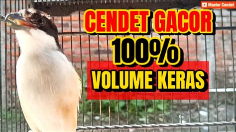 CENDET GACOR 100 DARI DER DOR SUARA KERAS GACOR VOLUME PANJANG YouTube