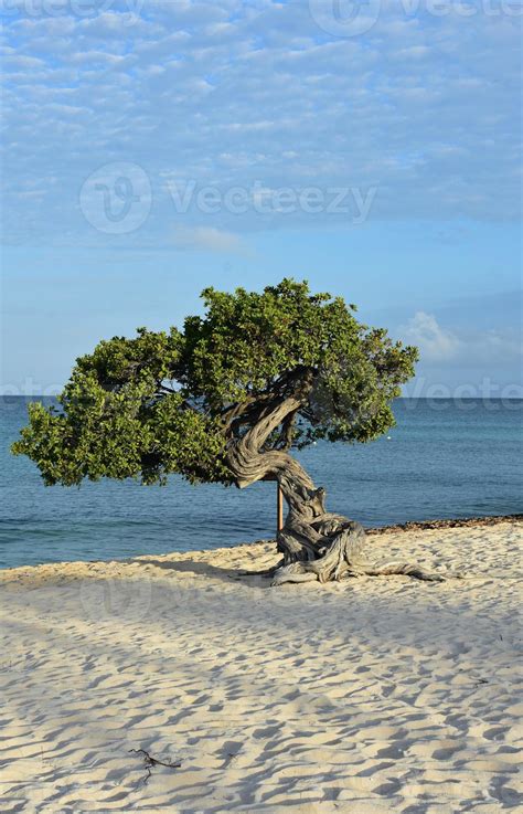 Twisted Divi Divi Tree on Eagle Beach 9552664 Stock Photo at Vecteezy