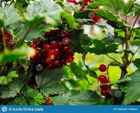 Groselha Vermelha Madura Num Galho Do Jardim Os Raios Solares Caem Na