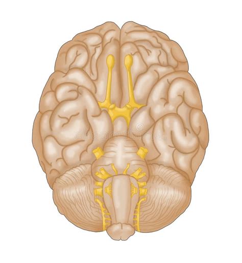 Cranial Nerves Vector Illustration Labeled Diagram With Brain Sections