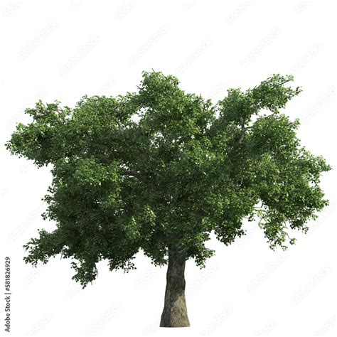 Real Tree Cliparts Tree Overlays Png Realistic Look Green Tree