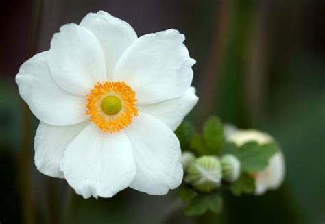 Top 35 Most Beautiful White Flowers with Pictures » Jessica Paster