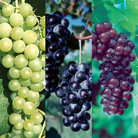 Popular Seedless Grape Vine Collection - Grape Vines - Stark Bro's