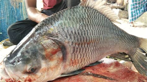 Fish Cutting Amazing Big Catla Fish Cutting Skills By Expert Fish