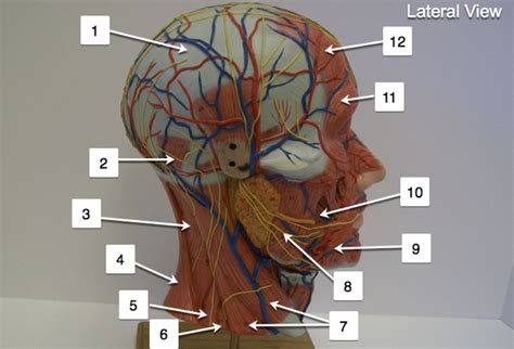 Half Head Lateral View Diagram | Quizlet