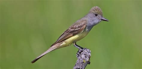 Bird of The Week: Great Crested Flycatcher – Kern Audubon Society