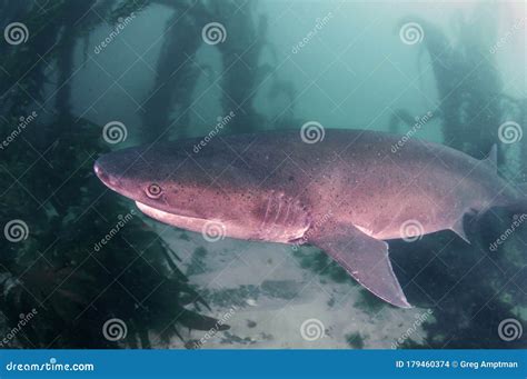 Seven Gill Shark stock photo. Image of nature, explore - 179460374