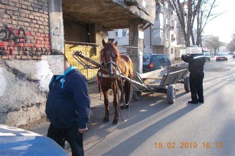 Căruţaşi Amendaţi De Poliţia Locală Obiectiv Vocea Brailei