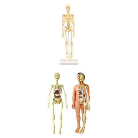 Anatomia Anatomiczna Model Szkieletu Edukacyjnego 13850434747 Allegro Pl