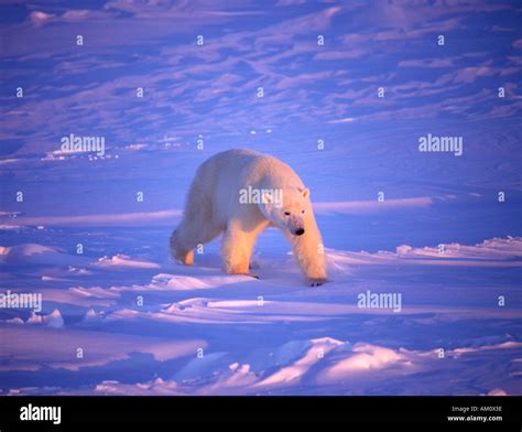 Male Polar Bear Ursus Maritimus Hunting Wapusk National Park Hudson