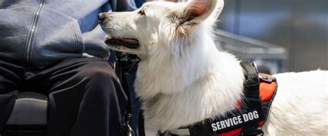 Honoring Our Canine Helpers for National Service Dog Month