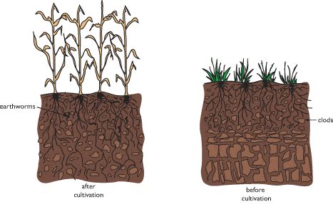 The Ultimate Guide On How To Cultivate Soil | TopTillers.com