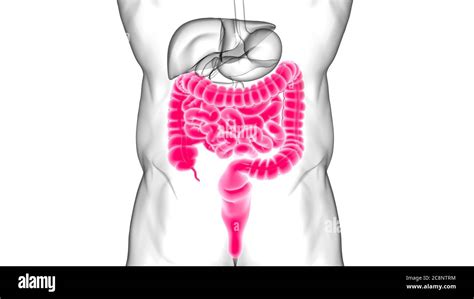 Intestino delgado y grueso Ilustración 3D sistema digestivo humano