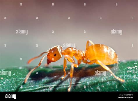 Un perfil lateral de una hormiga pradera amarilla, muy de cerca Fotografía de stock - Alamy