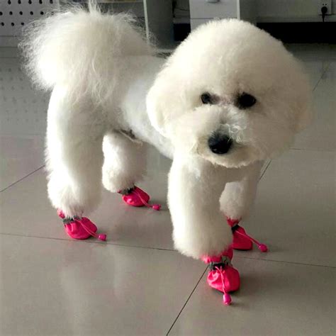 Small Dog Boots | Small Dog Winter Boots | Dog Boots for Small Dogs ...