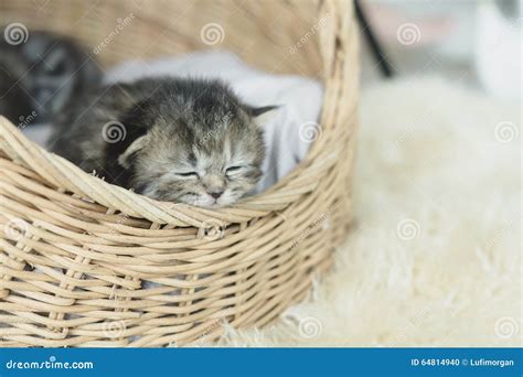 Gatitos Del Gato Atigrado Que Duermen Y Que Abrazan En Una Cesta Foto