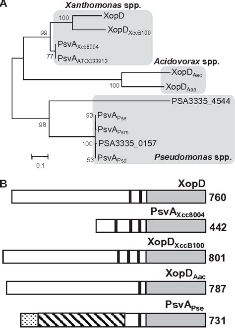 Figure From Comparative Analysis Of The Xopd Type Iii Secretion T S