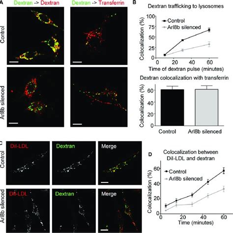 Arl8b Recruits The Hops Complex Member Vps41 To Lysosomes Download