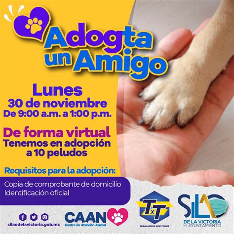 Invitan a participar en campaña de adopción canina Adogta un amigo