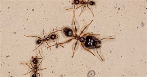 Are Big-Headed Ants Dangerous? (Explained)