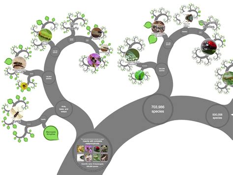 What Is An Evolutionary Tree At Thomas Dunne Blog