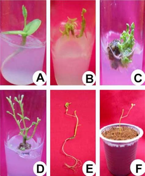 In Vitro Plant Regeneration From Cotyledonary Nodal Segment Explants Of Download Scientific