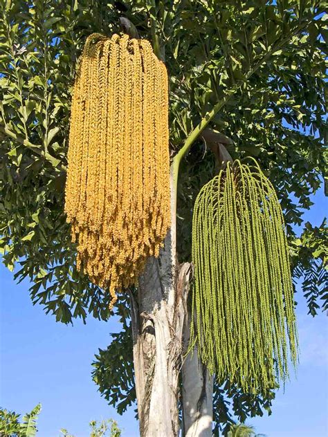 Fishtail Palm Tree Caryota Mitis Fishtail Palm Trees To Plant