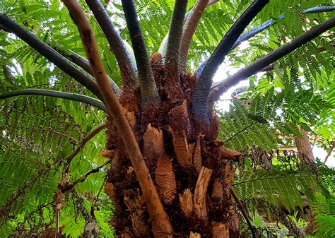 X 22 Rough Tree Fern Cyathea Australis Phillip Elwin Flickr