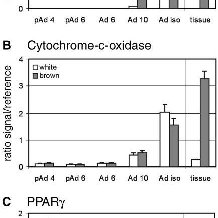 Expression Pattern Of Standard Genes Uncoupling Protein 1 UCP1 A