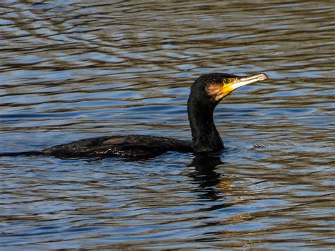 Cormorant Bird Lake Free Photo On Pixabay Pixabay