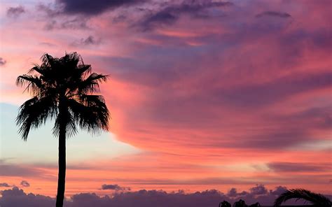 Hd Wallpaper Palm Tree And Horizon The Sky Clouds Palma Pink