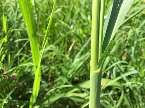 Eastern Gamagrass