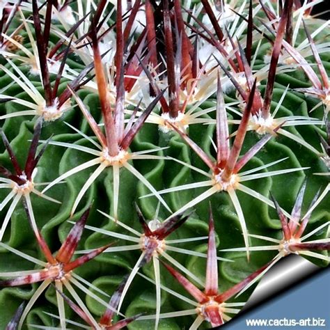 Echinofossulocactus Rosasianus