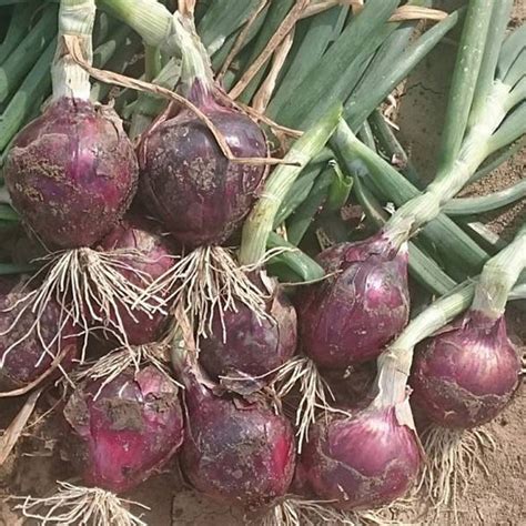 Red Spring F1 Untreated Onion Seeds Osborne Farm Seeds