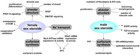 Biomolecules Special Issue Sex Differences In Biomedical Research