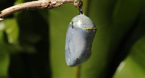 Time Lapse Of A Monarch Butterfly Emerging From Its Cocoon!